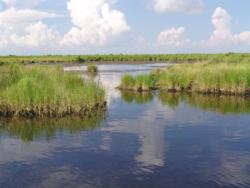 Shallow marsh with abundant vegetation filtering the water will be the target of most competitors.