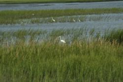 When high tide floods the spartina grass, redfish move in to feast on crabs and snails.
