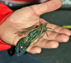 Once the sun gets high in the sky and fish head deep, jigs will become an effective bait choice.