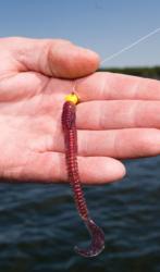 A good tailwater bait is a ringworm on a jighead.