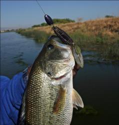 Flipping Texas-rigged Sweet Beavers and other large profile baits will produce fish in the shade.