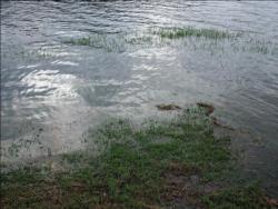 Recent heavy rains have raised the lake