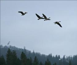 A quartet of Canada geese fly against the cloudy sky overhanging Shasta Lake.