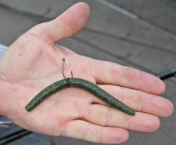 Wacky-rigged Senkos will be one of the more common baits for pros and co-anglers on Lake Champlain.