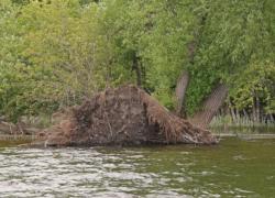 Uprooted trees display the power of a flood. They also present potential hazards, so steer clear.