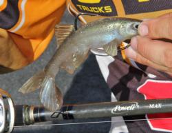 Rigged on a 3/0 weighted hook, the Trashfish appealed to big bass feeding on baitfish falling out of Rodman Slough.