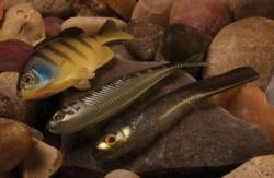 Jackall Clone Gill, Clone Fry and Super Cross Tail Shad
