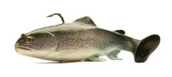 8-inch Huddleston Deluxe Trout.