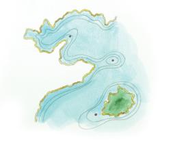Blueback herring spawn illustration. 
