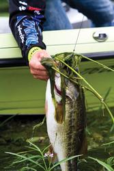 Heavy punching rigs and jigs are among the best tools for getting through thick grass and into the face of a big bass.