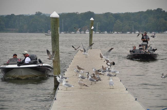 Swarms of seagulls flee the dock as EverStart boaters return to the marina after a hard day of fishing on the Chesapeake Bay.