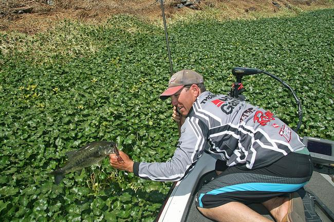 EverStart pro Zach Thompson hauls out his catch from a dense mat of pennyworts.