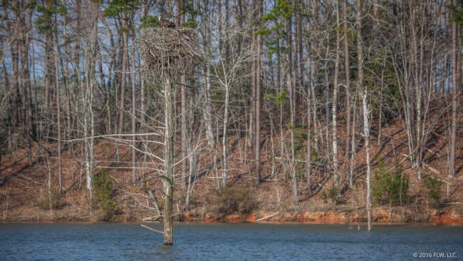 Standing timber poses a navigational hazard in many of the creeks and backwaters on Russell.
